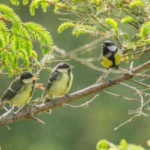 Redwell   June 2016   D3s (231 Of 297).jpg